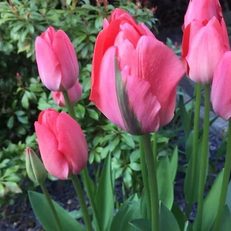 Prázdninový dům Long 4 Stars With Balcony